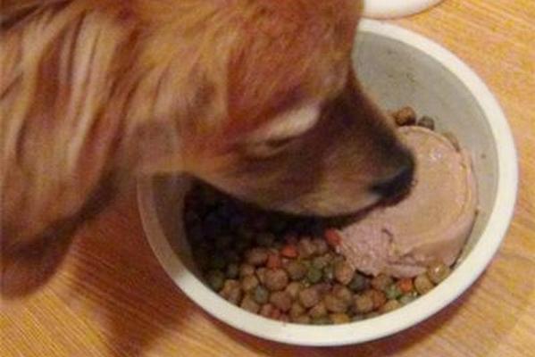 Стоит ли кормить собаку консервированным кормом?