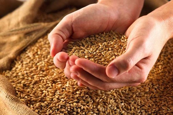 Преимущества оптовой покупки зерна
