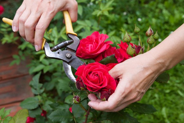 Розы в вашем палисаднике: посадка и уход