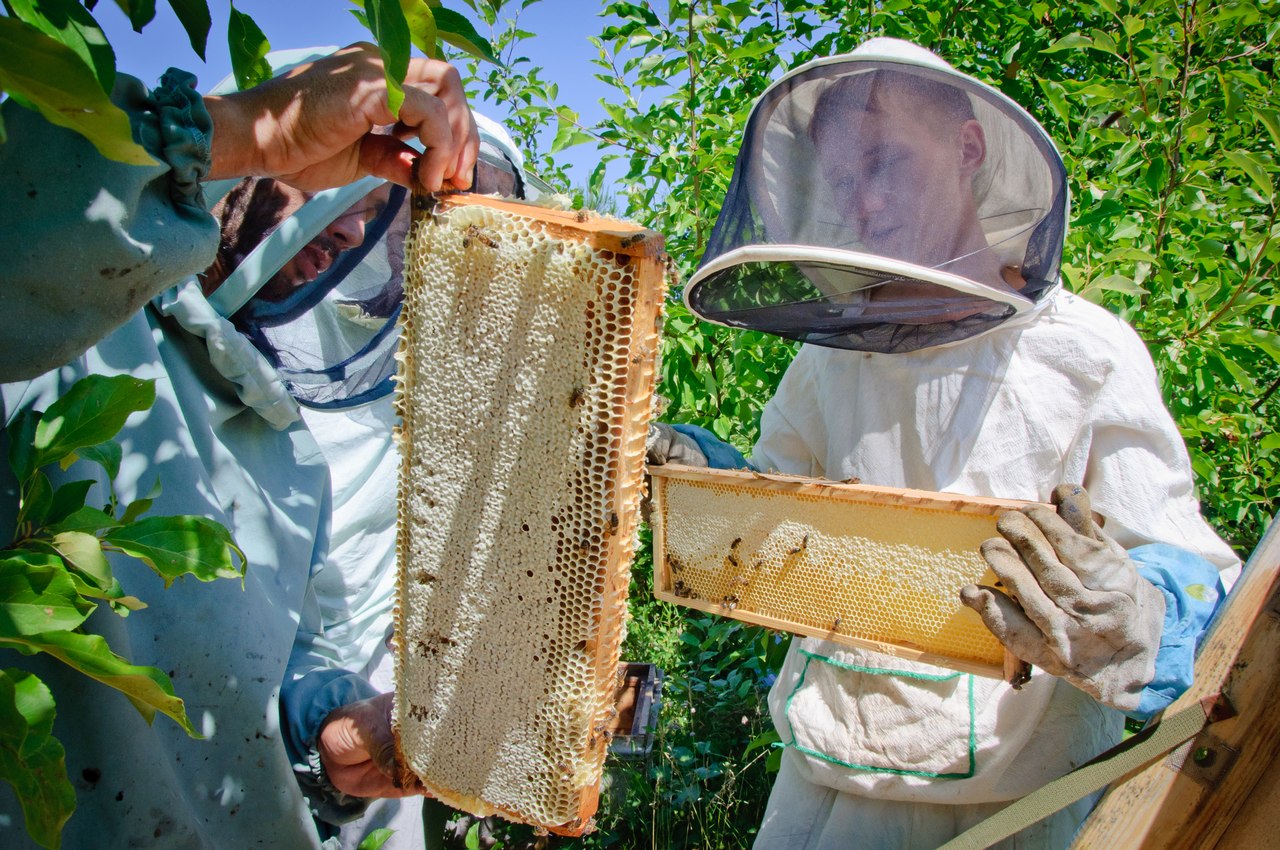 Когда собирают мед. Сбор меда. Пчелы пасека. Пчела и пчеловод. Сбор меда на пасеке.