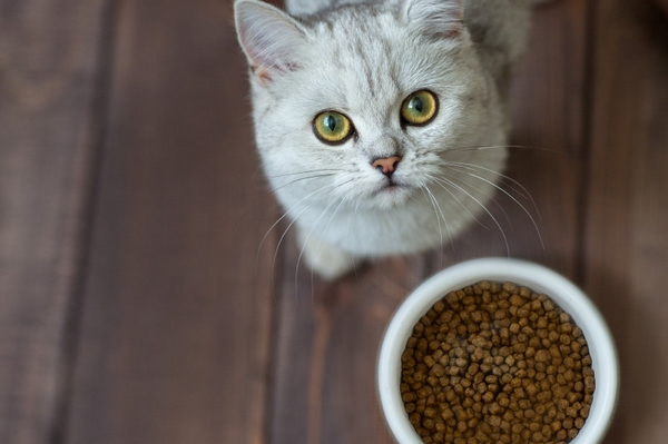 Как выбрать корм для кошек?