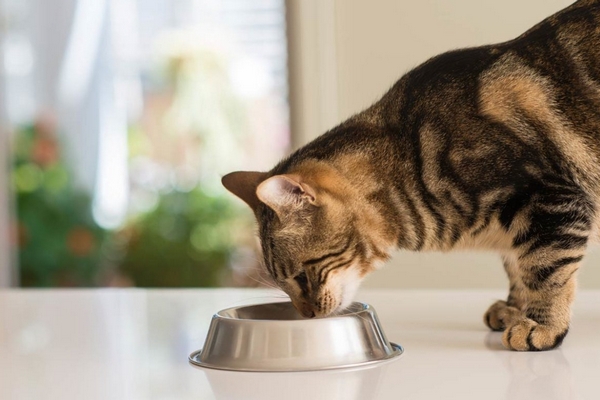 Что лучше: корм для кошек или обычная еда?