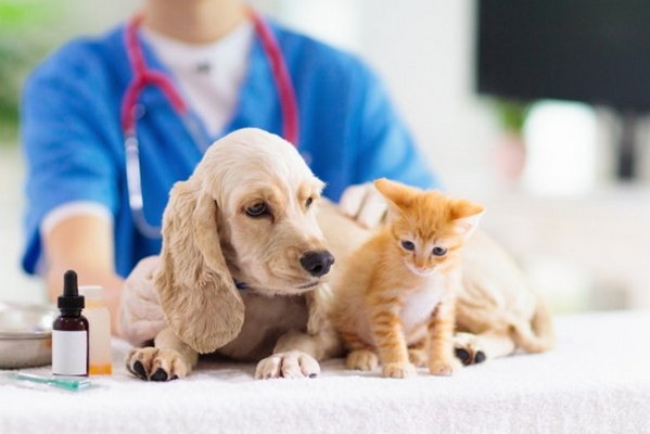 Укрепляем иммунитет питомцам: как сделать так, чтобы кошки и собаки не