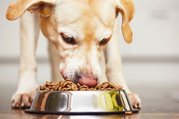 Почему следует приобретать корм для собак Royal Canin?