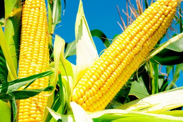 Когда заниматься посевом семян кукурузы?