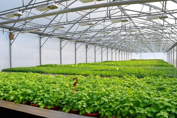 Парники из агроволокна: надежная защита растений и выгодное решение