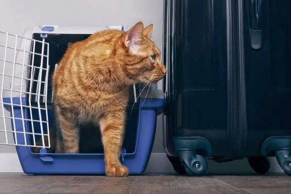 Поради для подорожей із котом: як мінімізувати стрес для тварини