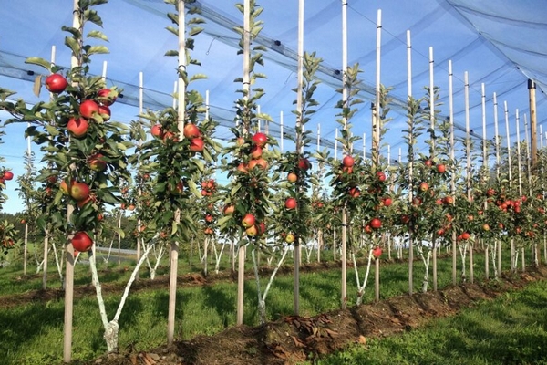 Як правильно вибрати саджанці яблуні