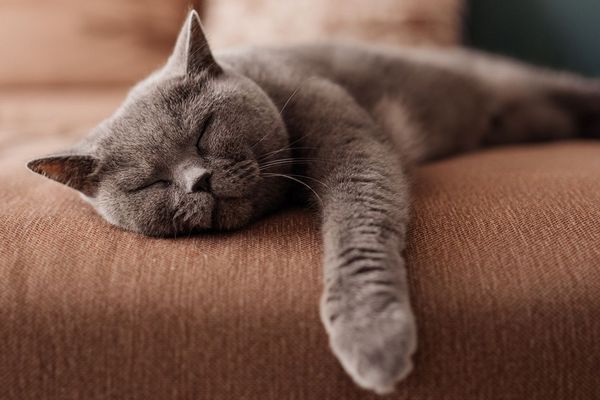 Почему кошки спят до 16 часов в день